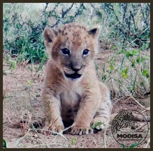 lion leaps on man