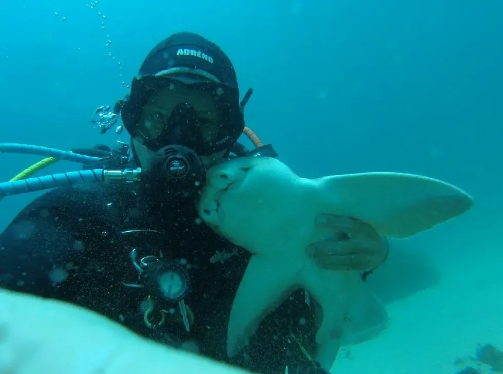 shark swims for cuddles