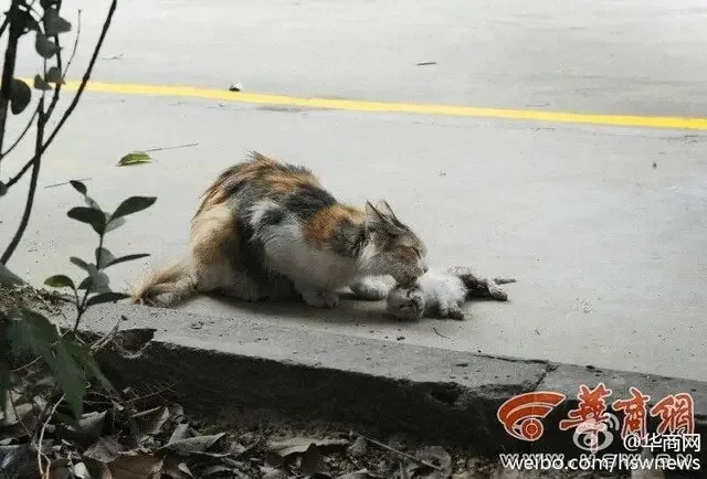 cat licking baby