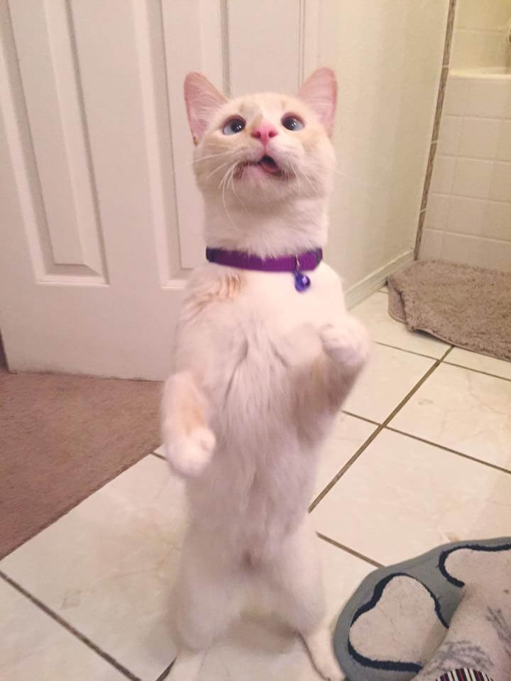 crooked jaw cat