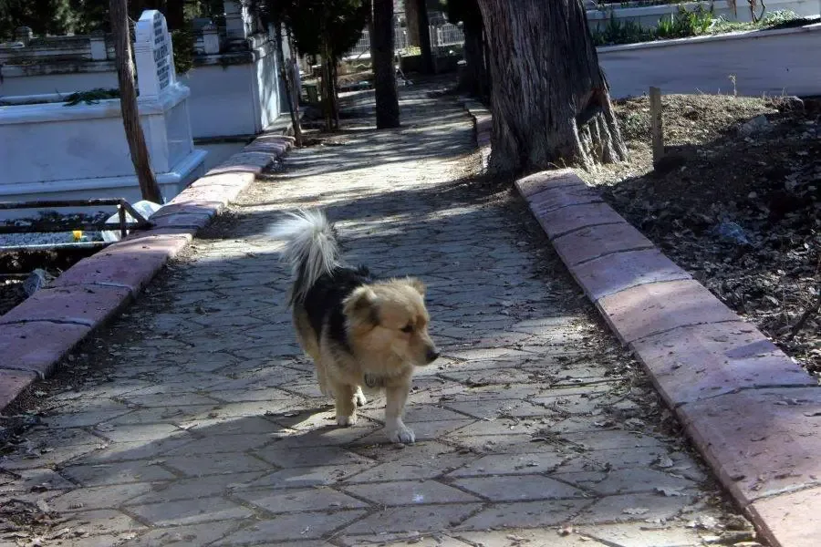 dog visits grave