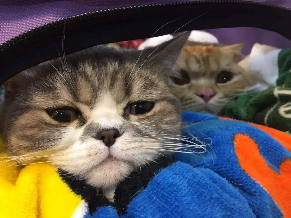 cats saved from fire
