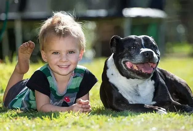 dog drags dad