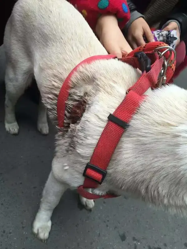 dog shot with two arrows