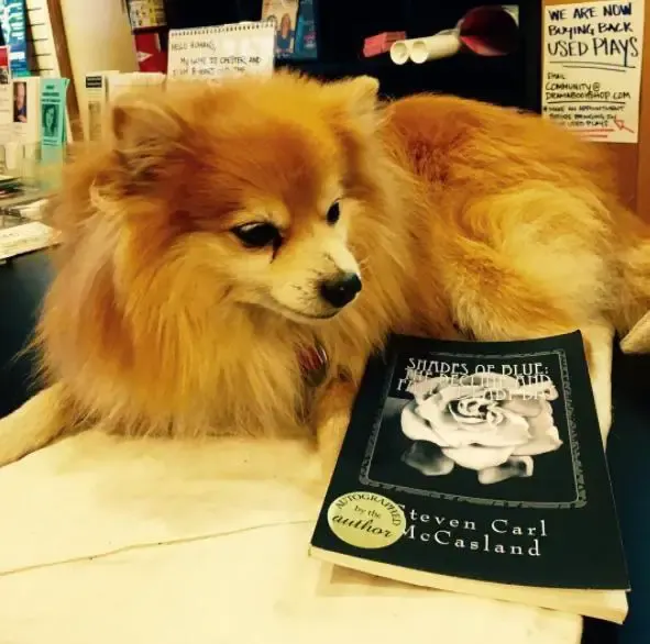 fake dog at bookstore