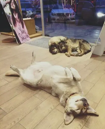 dogs sleep in mall