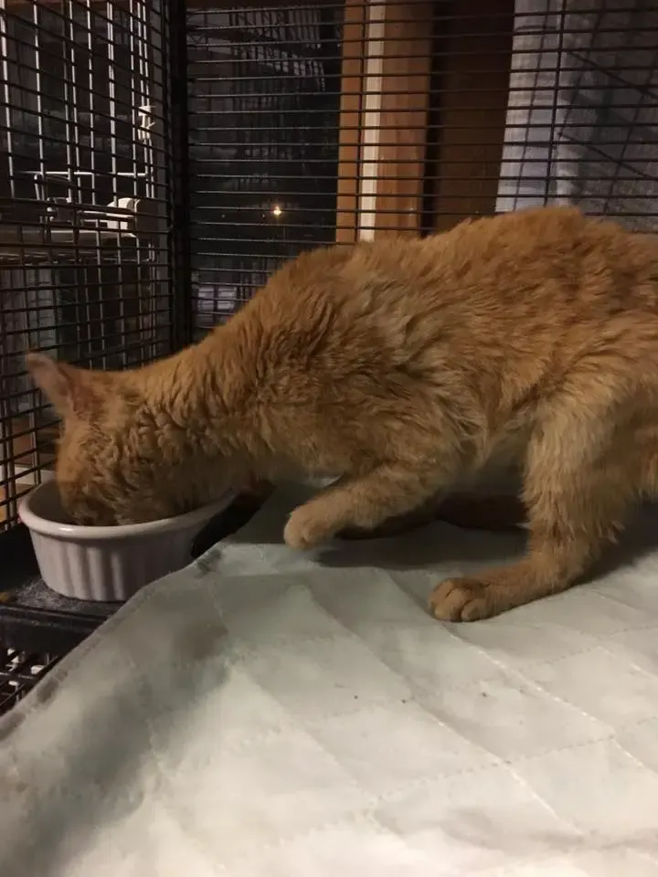 cat hopping
