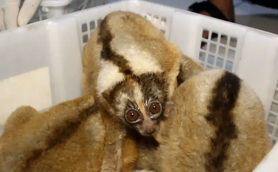 slow loris