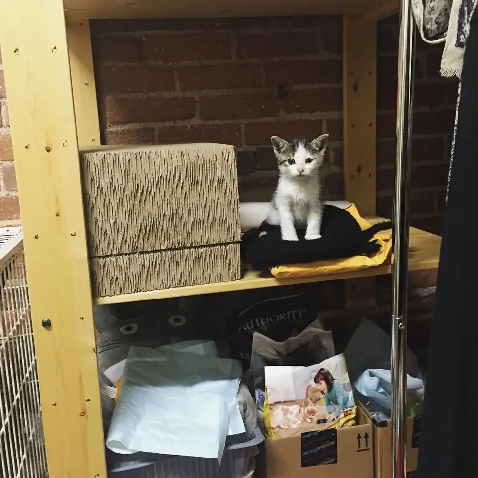 kitten in pallet yard