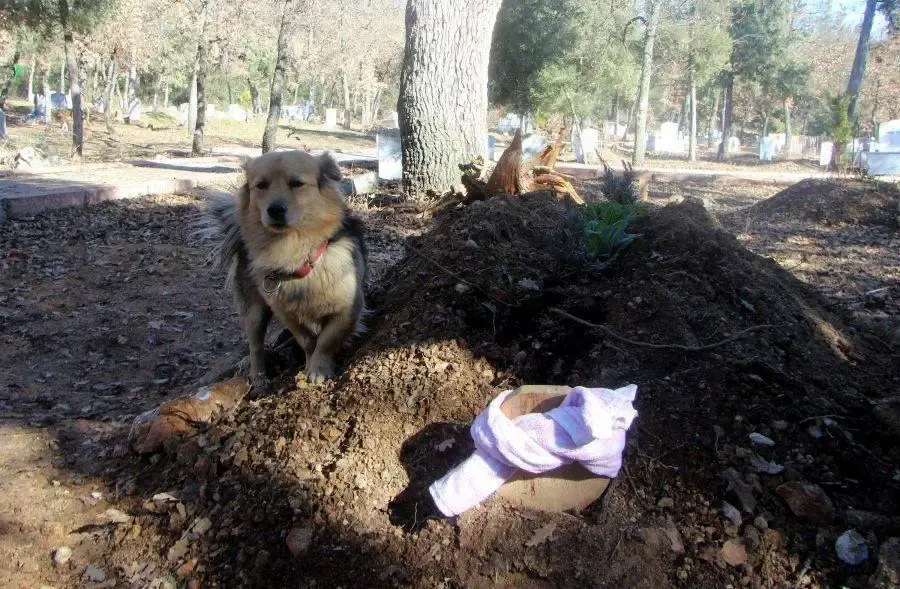 dog visits grave