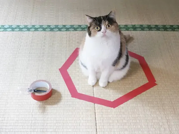 cats and circles