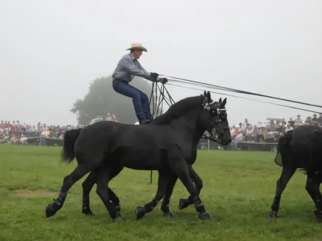 largest horses