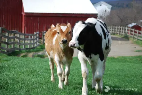 calf at auction