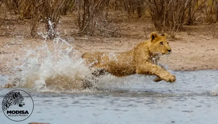 lion leaps on man