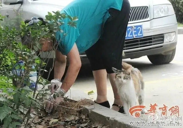 cat licking baby