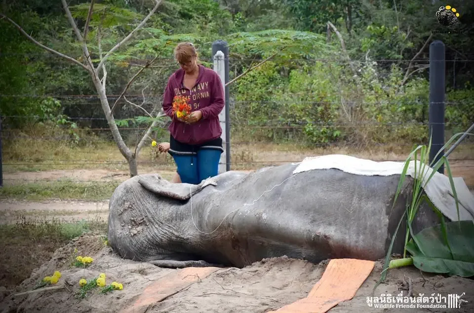 elephant funeral