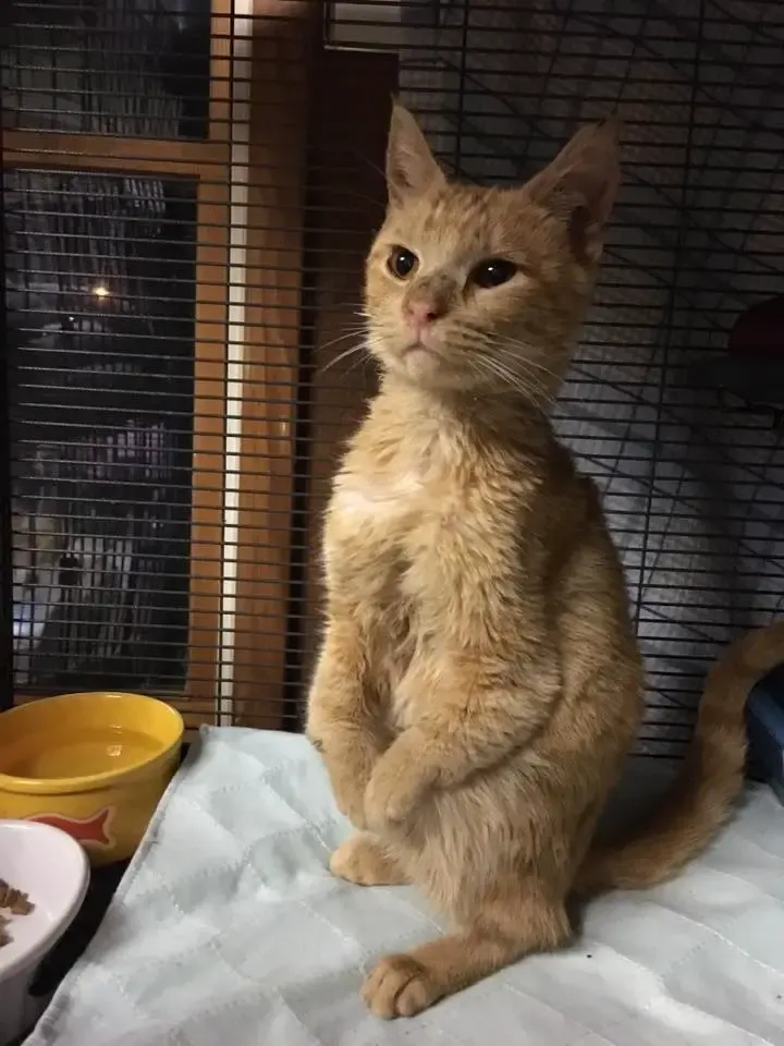 cat hopping