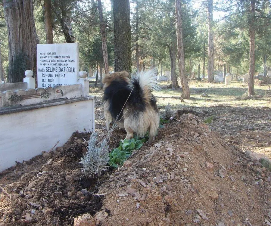 dog visits grave