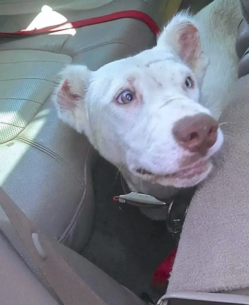 abused dog