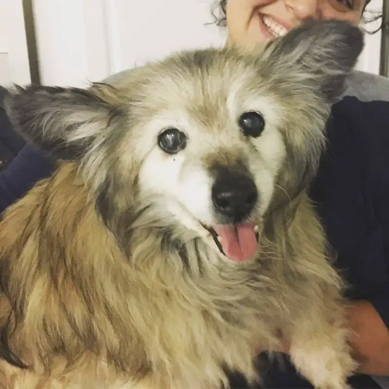 senior dog rescued