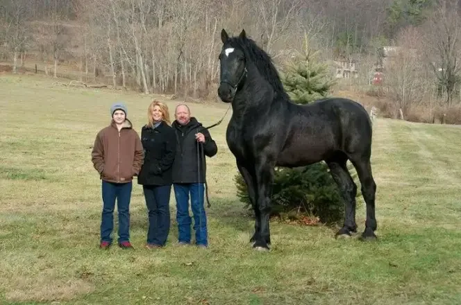 largest horses