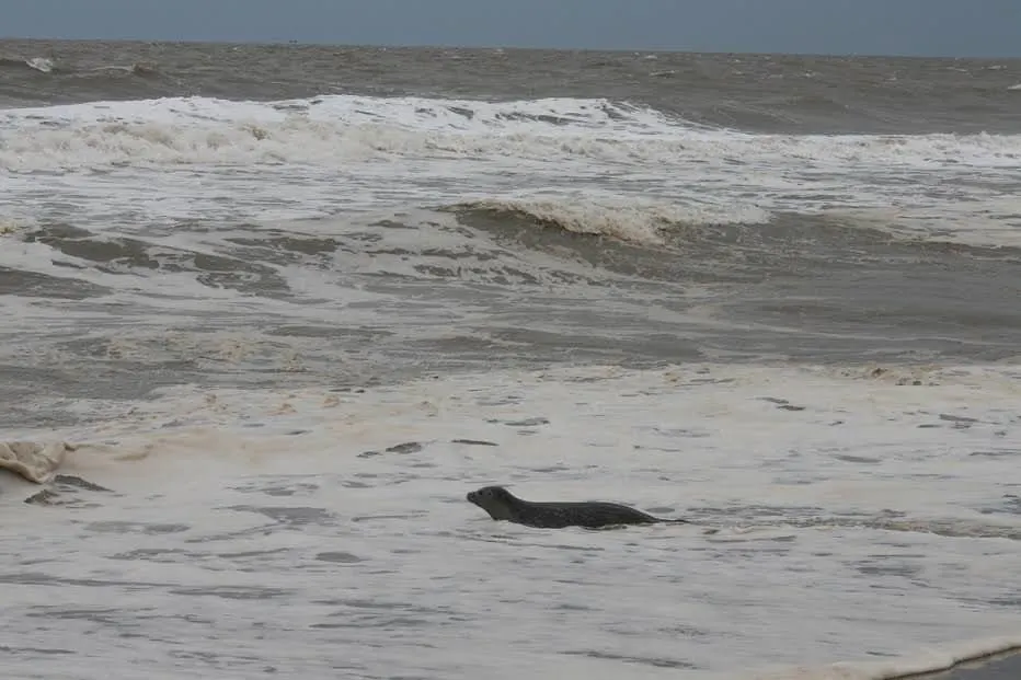 baby seal