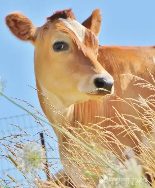 calf at auction