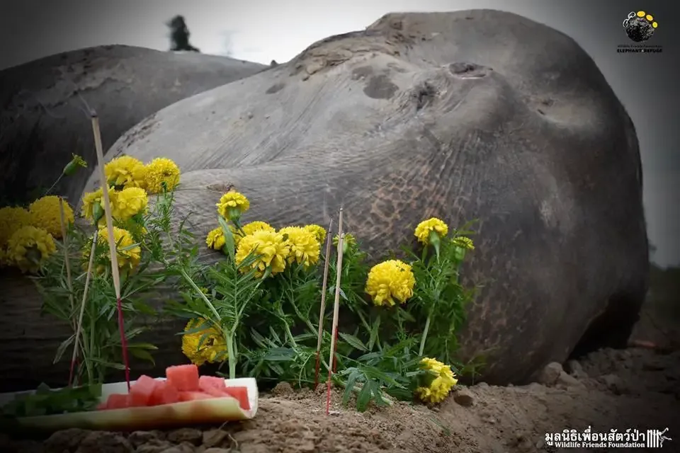 elephant funeral