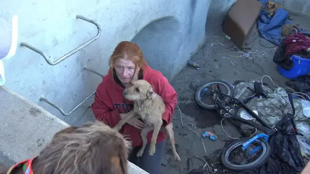 stray dogs rescued