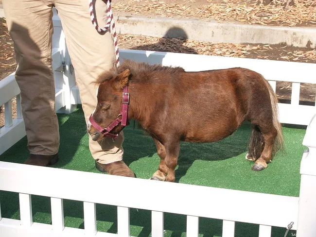 tiny horse