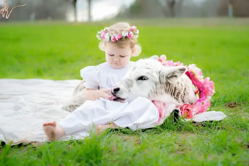 baby and cow