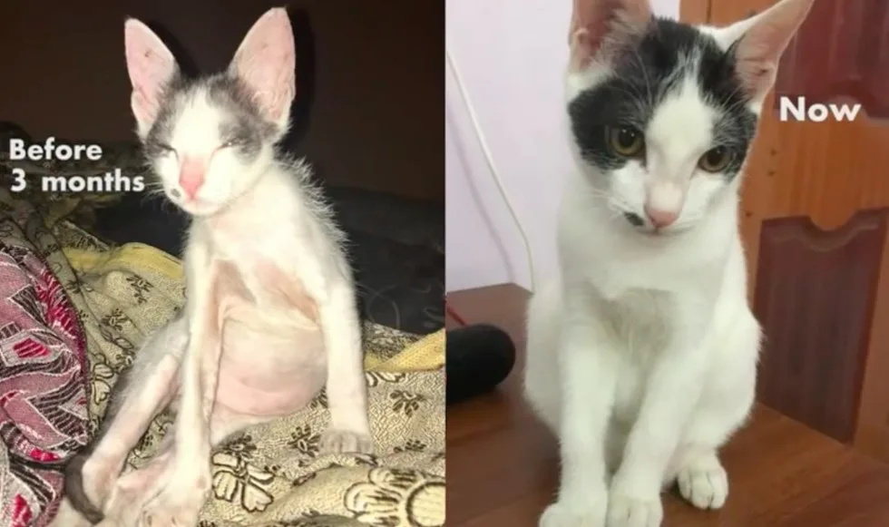 kitten transformation