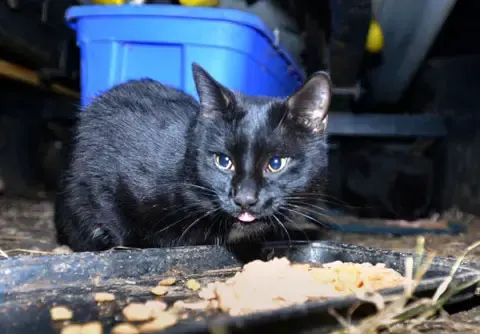 feeding cats for 22 years