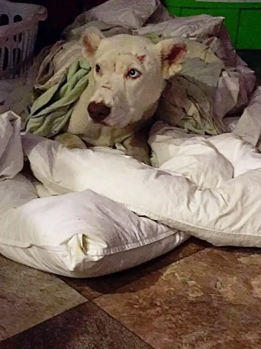 abused dog