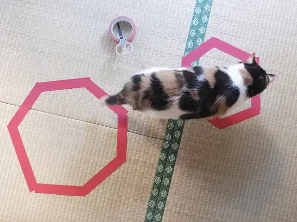 cats and circles