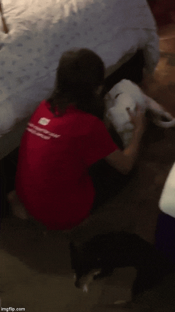 abused dog