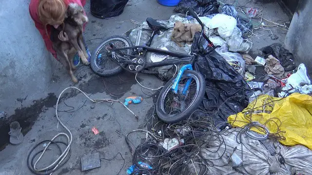stray dogs rescued