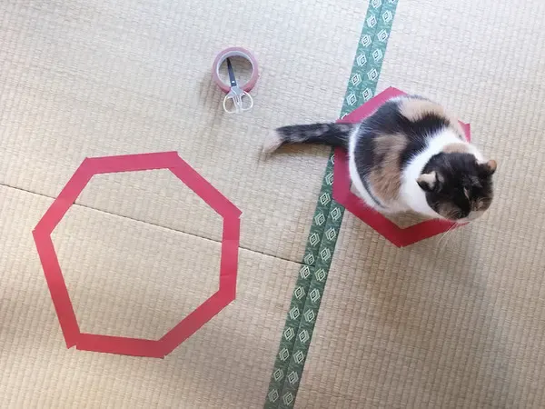 cats and circles