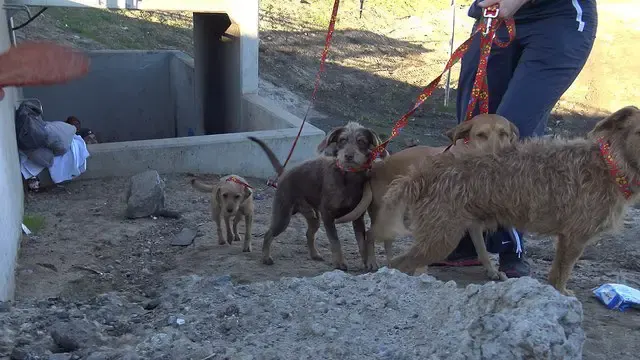 stray dogs rescued