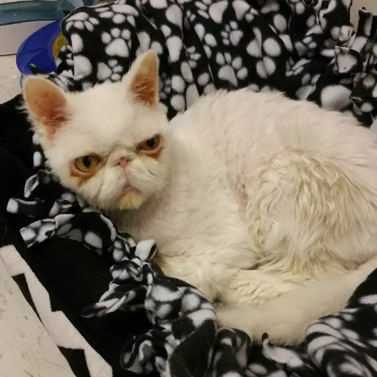Persian Cat Was Rescued With 5 Pounds Of Matted Fur That Looked Like A
