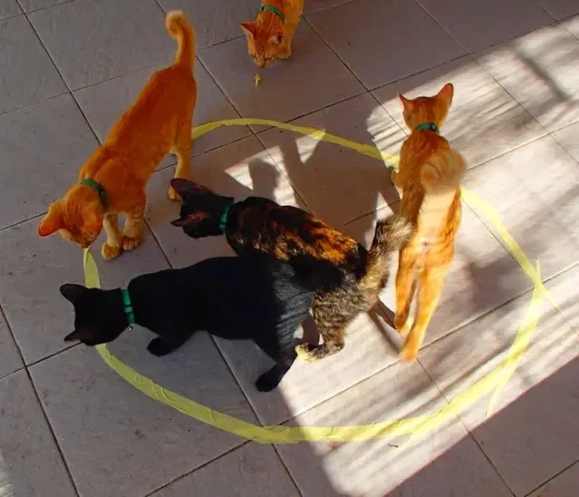 cats and circles