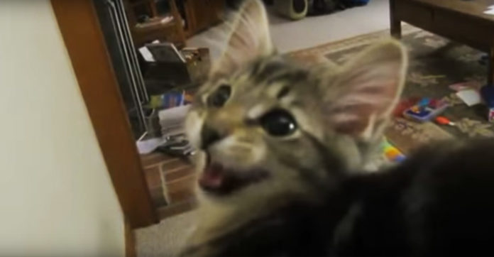 Cat-bleating