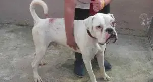 animal cruelty