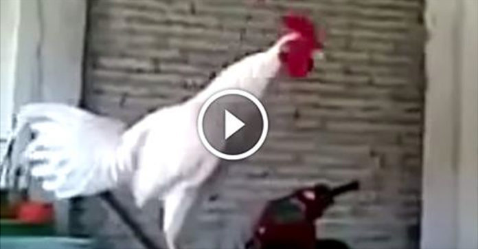 Laughing-Rooster