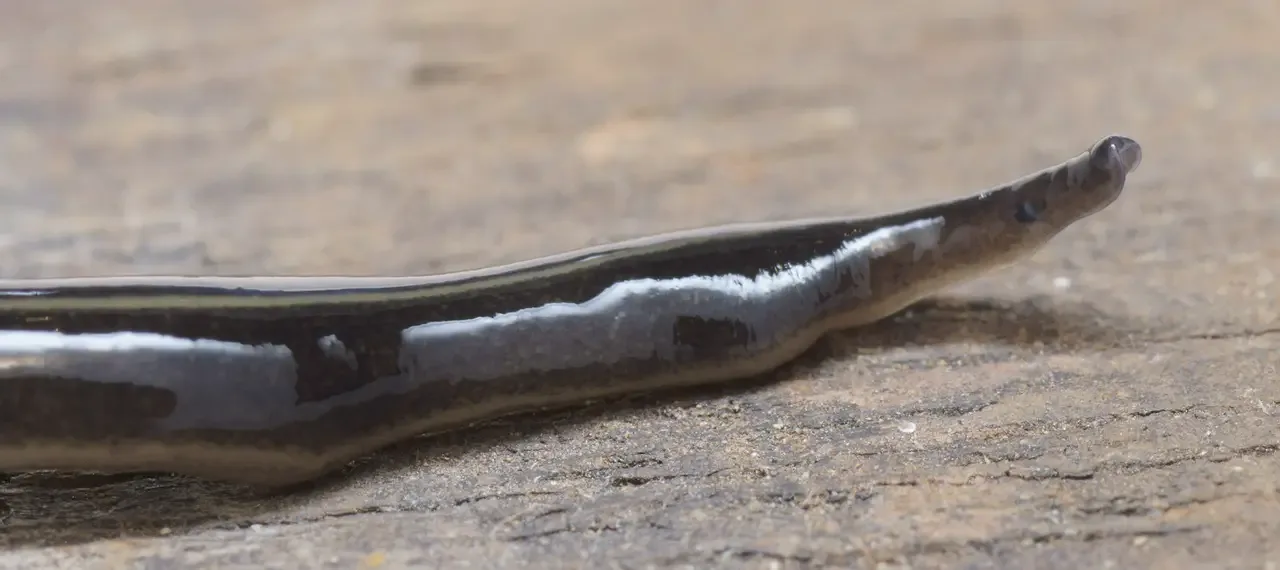 New Guinea flatworm