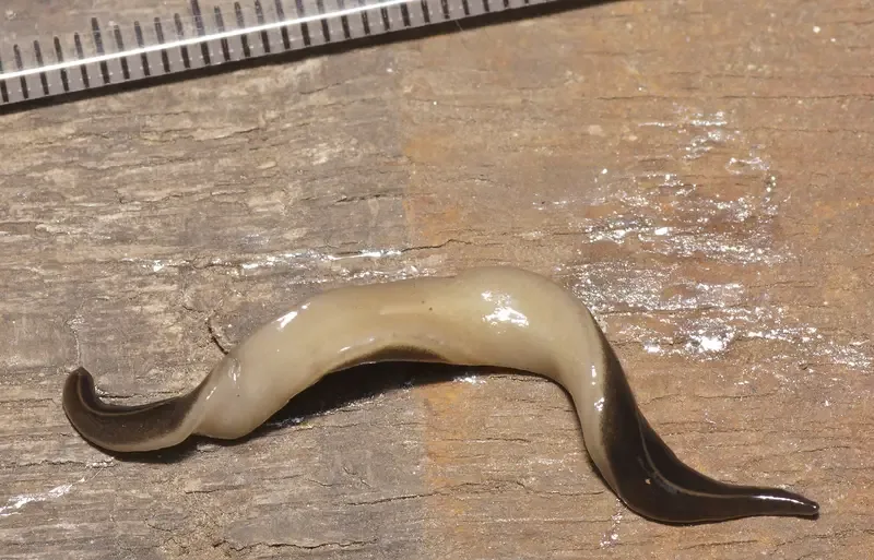 New Guinea flatworm