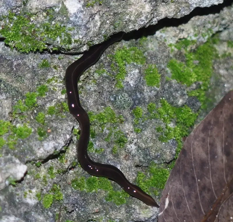 New Guinea flatworm