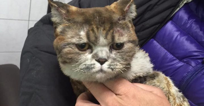 Woman-Dies-Save-Her-Cats