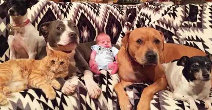 animal-family