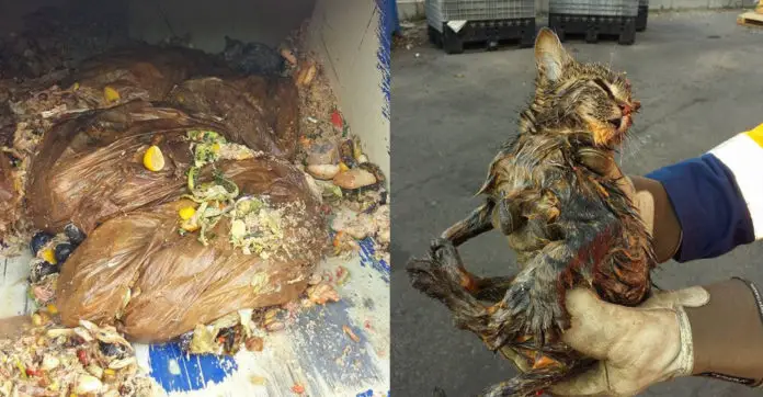 arbagemen-haul-trash-found-kitten